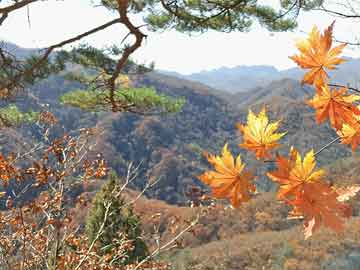 竹叶青茶叶价格是指该茶叶的市场售价，通常根据其品质、产地、年份、采摘季节等因素而有所不同。下面我将结合互联网相关新闻，为您科普竹叶青茶叶价格的相关知识。