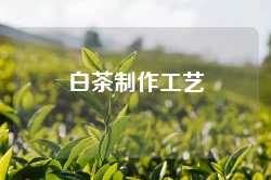 白茶制作工艺