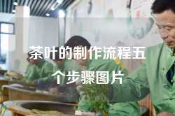 茶叶的制作流程五个步骤图片
