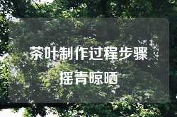 茶叶制作过程步骤摇青晾晒