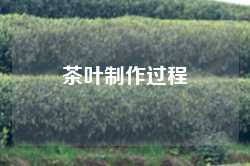 茶叶制作过程