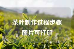 茶叶制作过程步骤图片可打印