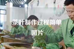 茶叶制作过程简单图片