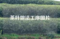 茶叶做法工序图片
