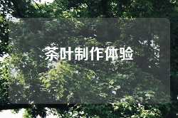 茶叶制作体验