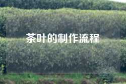 茶叶的制作流程