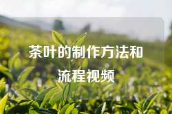 茶叶的制作方法和流程视频
