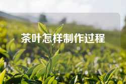 茶叶怎样制作过程
