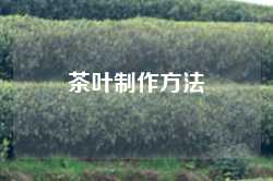茶叶制作方法