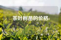 茶叶树苗的价格