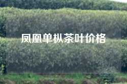 凤凰单枞茶叶价格
